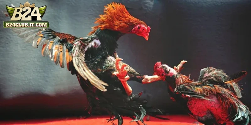 Giới thiệu đá gà Thomo