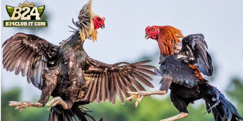 Luật chơi đá gà Thomo